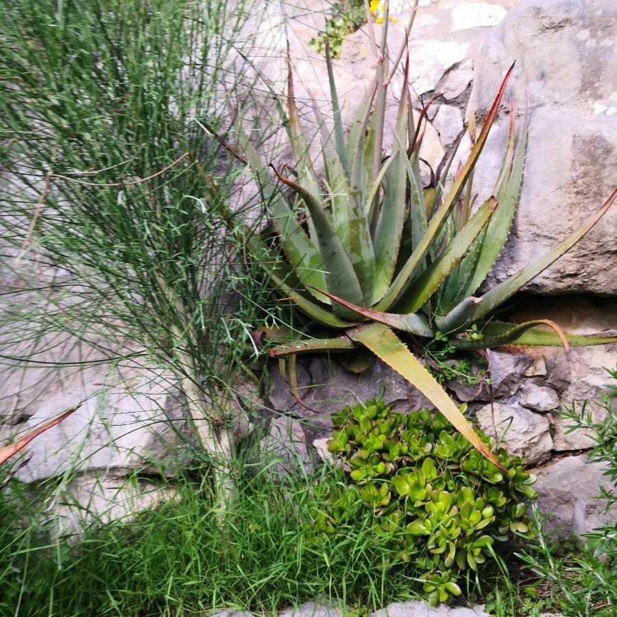 Cynara House Holiday home Massa Lubrense